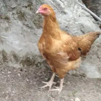 فروش مرغ بالغ