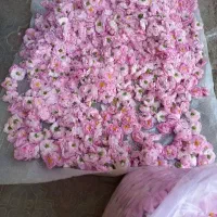 گل محمدی عطاری فتحی