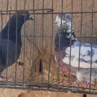 کبوتر