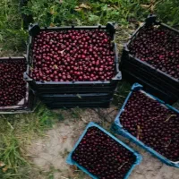 آلبالو  تازه  باغ گلمکان