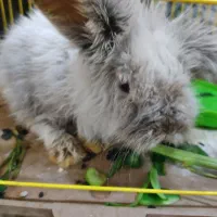 بچه خرگوش لپ|موش و خرگوش|رفسنجان, |دیوار