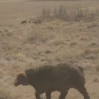 بره قوچ نژاد اصیل ترکی قلمه