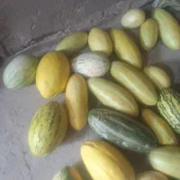 خربزه شیرین  وابدار روستای بندنو سقله
