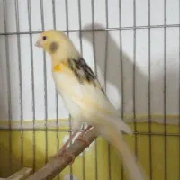 جوجه قناری یک جفت