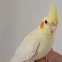 دوتا جوجه عروس نر و ماده