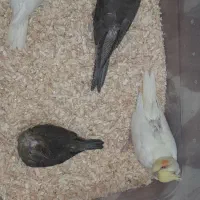 عروس هلندی|پرنده|مشکین‌دشت, |دیوار