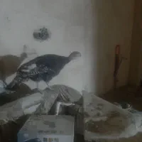 بوقلمو محلی خودم بزرگش کردم برای داشتی خیلی خوب