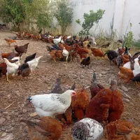 جوجه مرغ ارگانیک محلی
