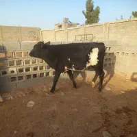گوساله نر وماده