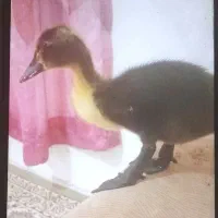 اردک. .