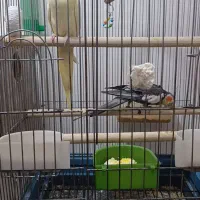 یک جفت عروس هلندی با چهار تا جوجه 3هفته ای