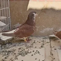 ساده سرخ افشون