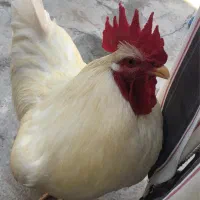یک عدد خروس سفید جوان محلی