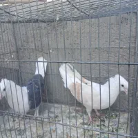 ۱۳عدد کفتر جفت خورده نامبر وان