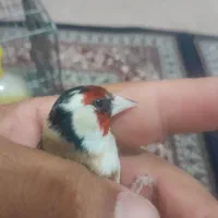 سهره جوجه قفس یک ساله و یک ماهه