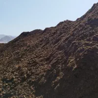 کود گاوی