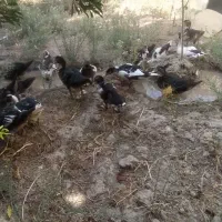 اردک اسرائیلی