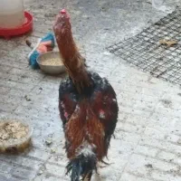 خروس ۱۱ماهه اوشامو گردن داسی کت لول اصل