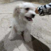 فروش سگ پاکوتاه