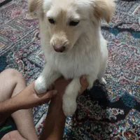 سگ اشپیتز ماده