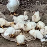 فروش جوجه اوردک اسرایلی