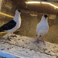 جوجه طاقی