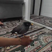 مرغ مینا