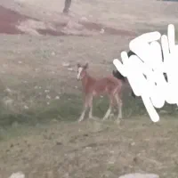 اسب