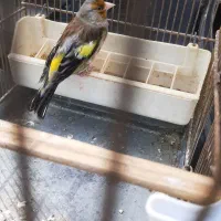 سهره قناری نر