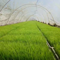 توم نشاء علی کاظمی