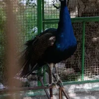 طاووس بالغ نر و ماده