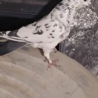 کفتر گم کردم