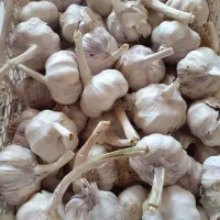سیر|خوردنی و آشامیدنی|تربتحیدریه, پائین ولایت|دیوار