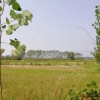 ۱۲۵۰ متر زمین سنددار با آب دائم ،نزدیک شهر