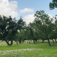 باغ با سندتک برگ