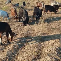 بز داشتی
