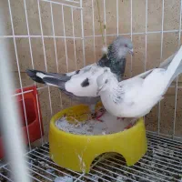 سینه آبی