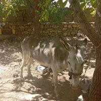 الاغ جوان طوسی رنگ