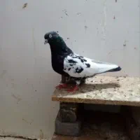 کفتر|پرنده|مشهد, کوی دروی|دیوار