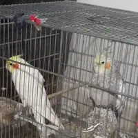 عروس هلندی