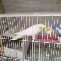 عروس هلندی سخنگو