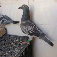 جفت نروماده