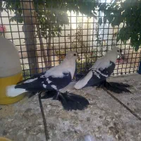 جفت کبوتر ساکسون