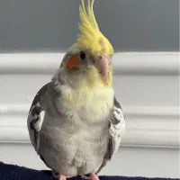 عروس هلندی نر