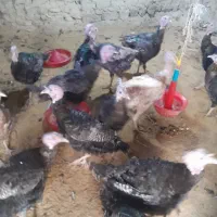 فروش ۱۲۰عدد بوقلمون برنزه انگلیس