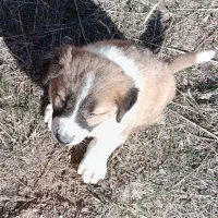 سلام دوعد توله سگ سرابی الابای