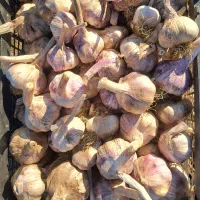 سیر بذری و خوراکی