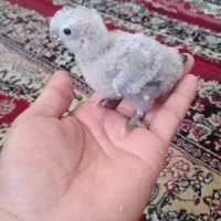 جوجه گرینچیک سرلاکی