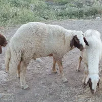 قوچ درجه یک وهیکلی