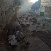 بوقلمون همراه با جوجه